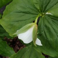 Trillium flexipes